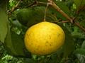 چامپا